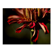 Uncommonly Beautiful postcard (zinnia) postcards
