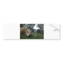 undefined bumper stickers