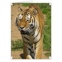 undefined cards