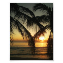 Under the palm trees. photo print