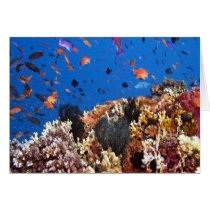 Under the sea aquatic fish scenes cards