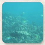 Under the Sea in Maui Coaster Set Under the Sea in Maui Coaster Set
