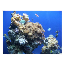 Under the Sea posters