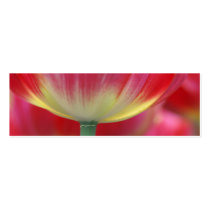 under the skirt of tulips business cards by poupoune under the skirt of tulips business cards