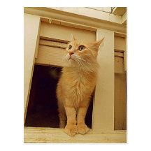 Under the stairs kitty postcard