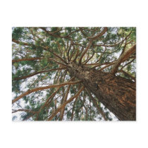 Under the tree postcards
