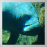Under Water Manatee  Poster
