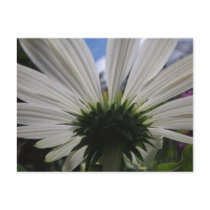 Underneath of an African daisy Post Cards