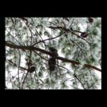 Underneath the Snow Covered Pine Print
