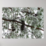 Underneath the Snow Covered Pine Print