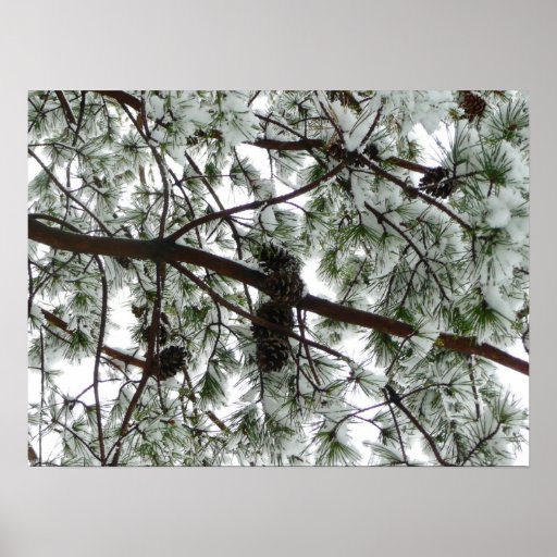 Underneath the Snow Covered Pine Print