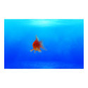 Undersea Aquatic Poster posters