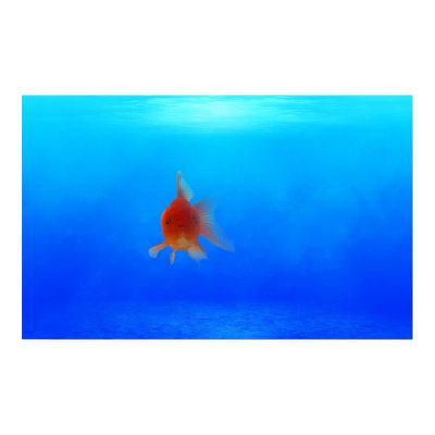 Undersea Aquatic Poster by digitalrevolutions