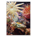 Undersea cards by baretree Undersea cards