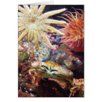 Undersea cards