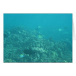 Undersea Maui Card Undersea Maui Card