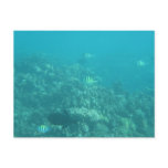 Undersea Maui Postcard Undersea Maui Postcard