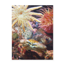 Undersea postcards