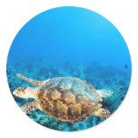 Undersea Turtle Sticker