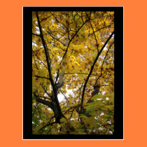 Underside of Yellow Leaves in Fall Mini Print postcards