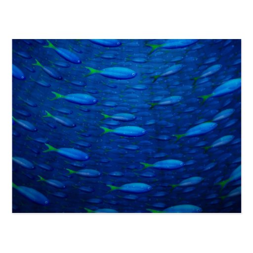 Underwater 4 postcards