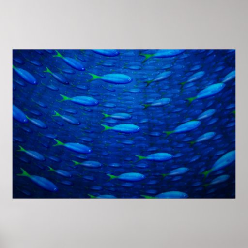 Underwater 4 print
