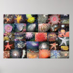 Underwater Creatures Collage - Fine Art Print