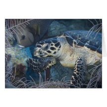 Underwater Life: A Hawksbill Sea Turtle Card