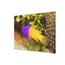 Underwater Life, FISH:  a colorful Fairy Basslet Canvas Print