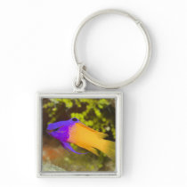 Underwater Life, FISH:  a colorful Fairy Basslet Keychain
