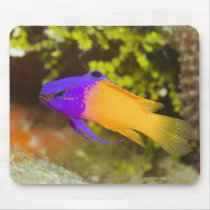 Underwater Life, FISH:  a colorful Fairy Basslet Mousepad
