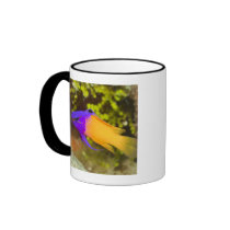 Underwater Life, FISH:  a colorful Fairy Basslet Coffee Mug