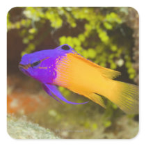 Underwater Life, FISH:  a colorful Fairy Basslet Square Stickers