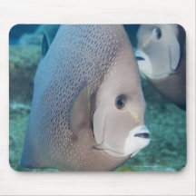 Underwater Life, FISH:  a pair of Gray Angelfish Mouse Pad