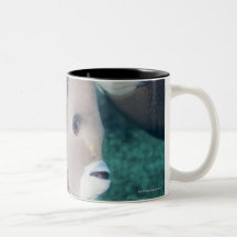 Underwater Life, FISH:  a pair of Gray Angelfish Mugs