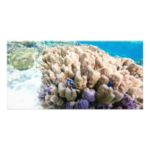 Underwater life photo card