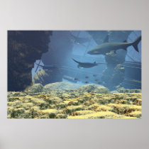underwater life Print posters