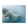 Underwater photo of a Polar Bear Post Card