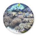 Underwater photography - colorful tropical fish magnets