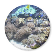 Underwater photography - colorful tropical fish magnets by all_creatures Underwater photography - colorful tropical fish magnets