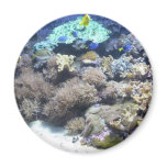 Underwater photography - colorful tropical fish fridge magnets