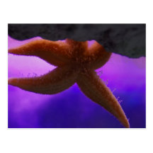 Underwater world starfish post cards