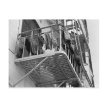 Underwear Out To Dry Postcards