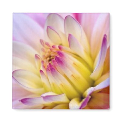 Unfolding Flower Magnets by dchaddad