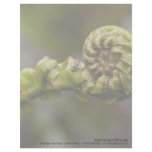 Unfurling Fern Frond DSC8151 Personalized Letterhead