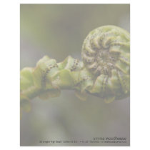 Unfurling Fern Frond DSC8151 letterhead