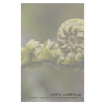 Unfurling Fern Frond DSC8151 Customized Stationery