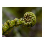 Unfurling Fern Frond Postcard