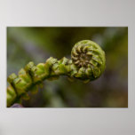 Unfurling Fern Frond Print