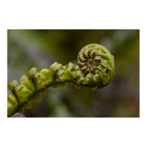 Unfurling Fern Frond posters